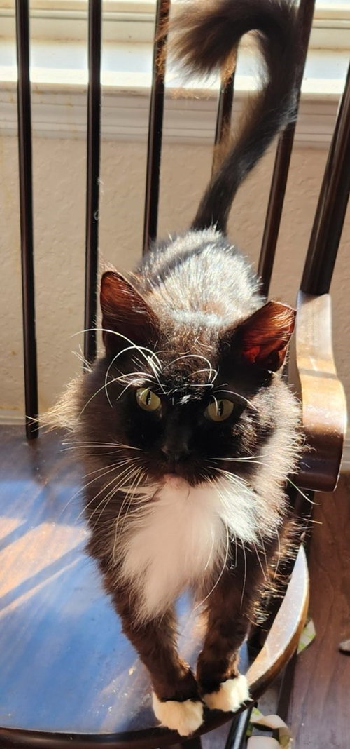 Sylvester