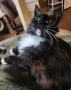Sylvester