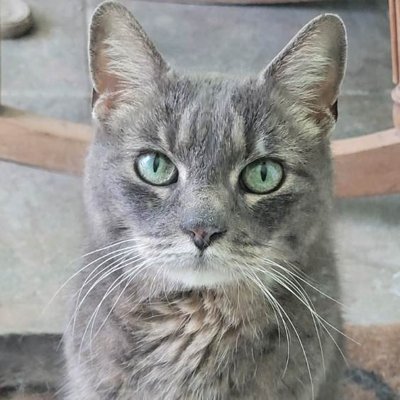 Adopt Lisa the Declawed Lady from cats-can inc in Oviedo Fl!