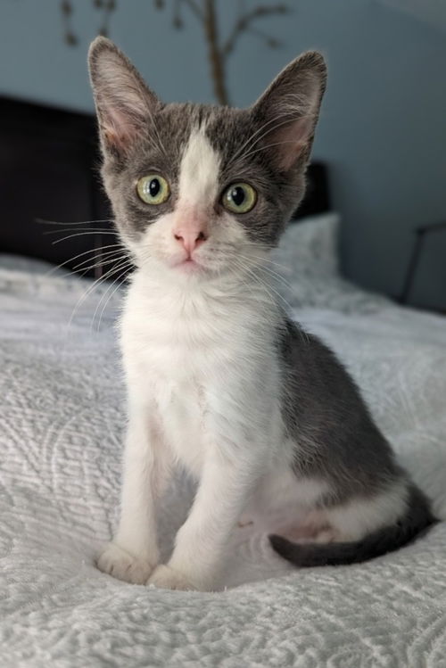 Ori