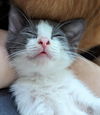 Ori