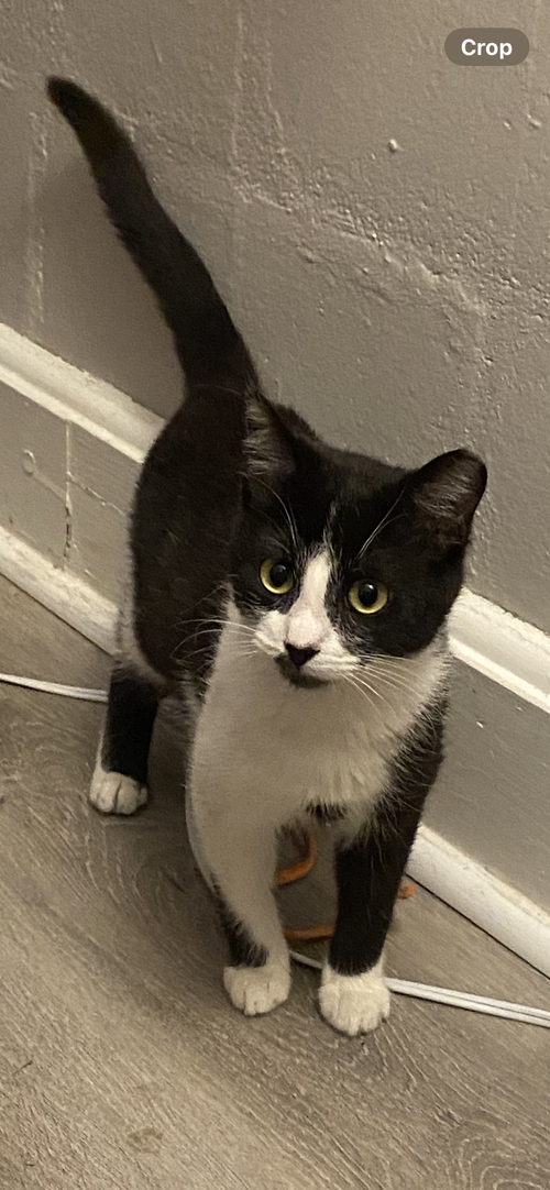Sammy