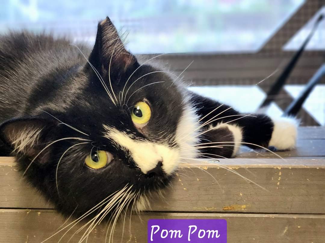 adoptable Cat in Orlando, FL named Pom Pom