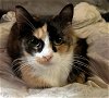 adoptable Cat in oviedo, FL named Spanky