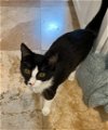 adoptable Cat in orlando, FL named Ruby
