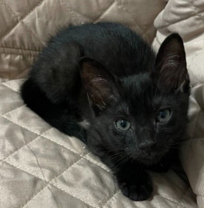 BeBe