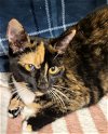 adoptable Cat in oviedo, FL named Pam