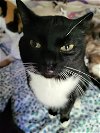 adoptable Cat in oviedo, FL named Tony