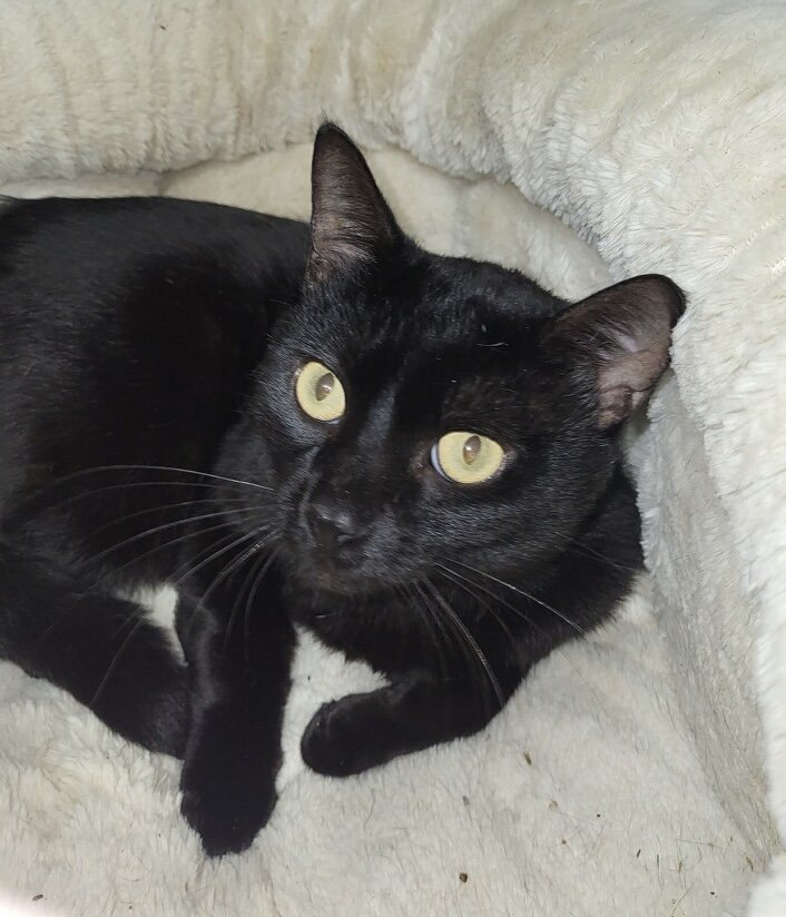 adoptable Cat in Oviedo, FL named Travis