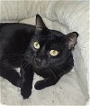 adoptable Cat in oviedo, FL named Travis