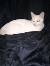 adoptable Cat in oviedo, FL named Alba