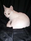 adoptable Cat in oviedo, FL named Bianca