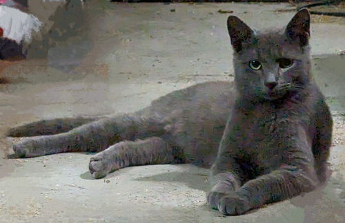 Jasper