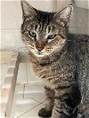 adoptable Cat in oviedo, FL named Maria Lyn