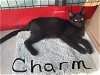 adoptable Cat in oviedo, FL named Charm