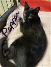 adoptable Cat in oviedo, FL named Pepper