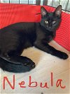 adoptable Cat in oviedo, FL named Nebula