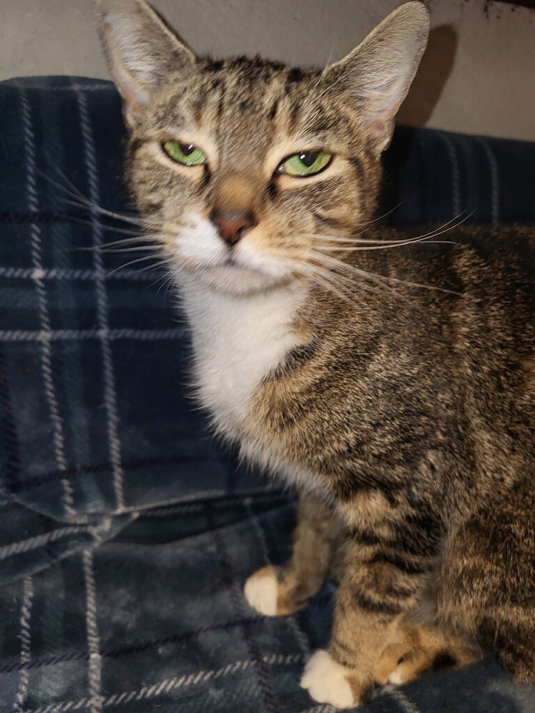 adoptable Cat in Oviedo, FL named Toby