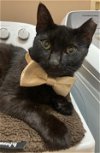 adoptable Cat in oviedo, FL named Tema