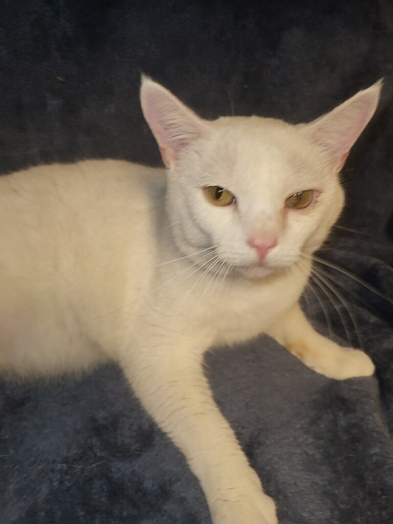 adoptable Cat in Oviedo, FL named Zeus