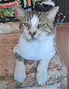 adoptable Cat in oviedo, FL named Cassanova