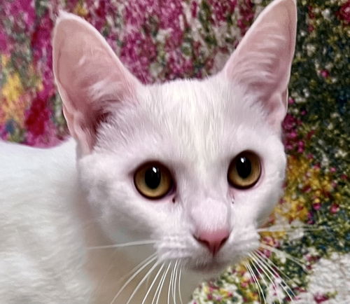 Opal