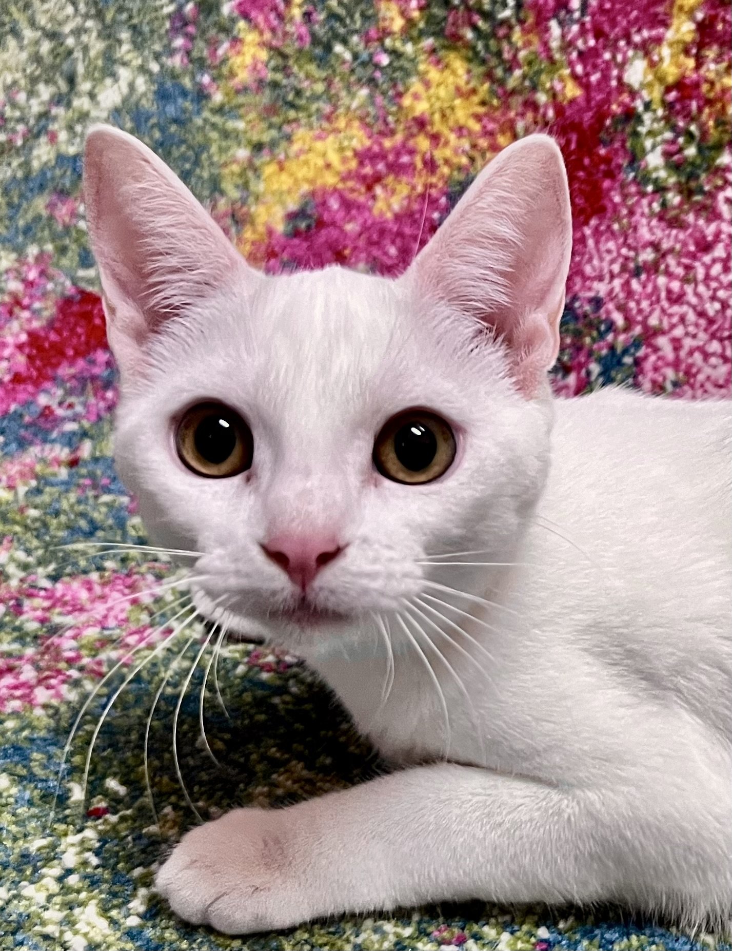 adoptable Cat in Oviedo, FL named Pearl