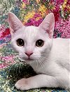adoptable Cat in oviedo, FL named Pearl