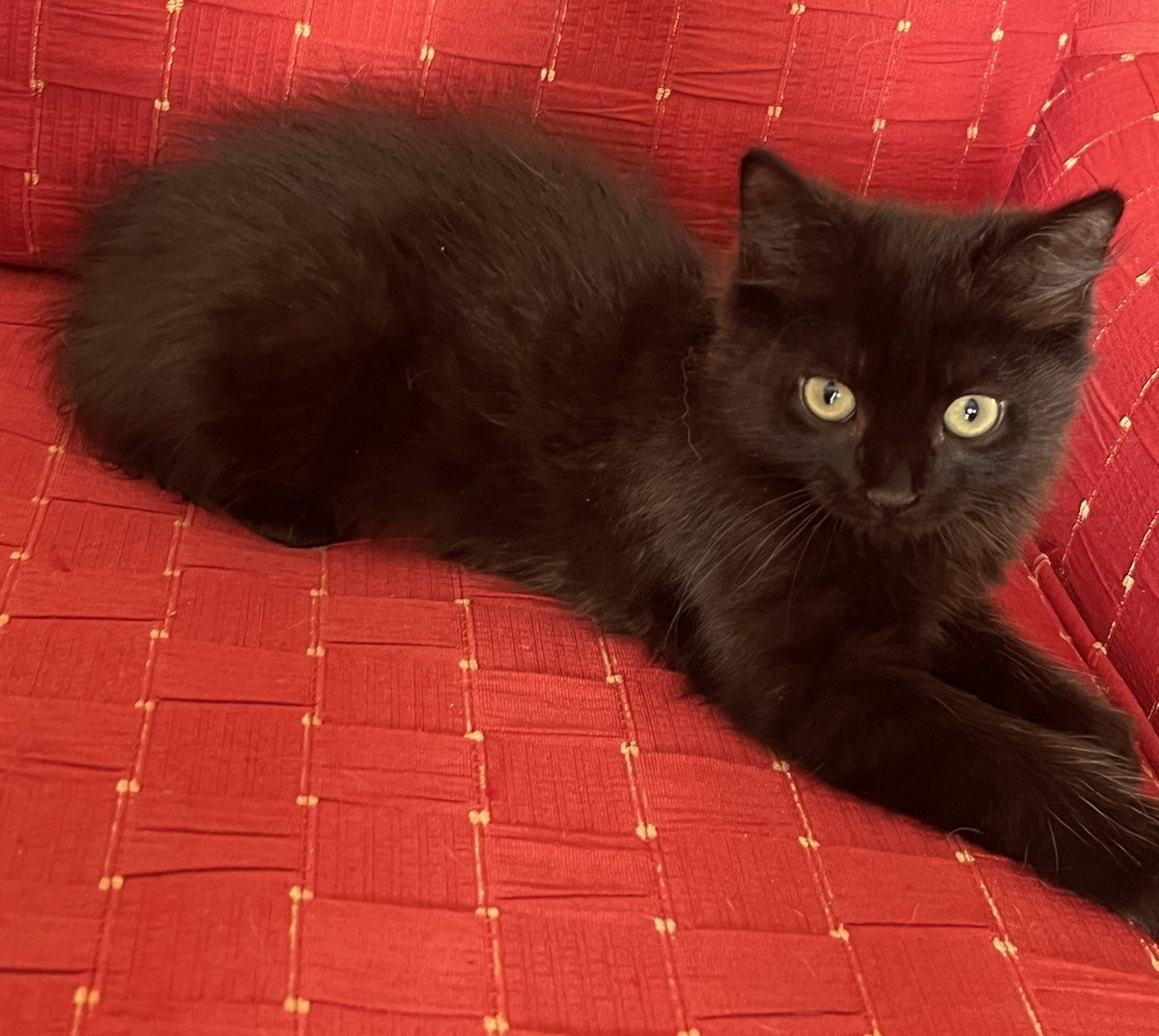 adoptable Cat in Oviedo, FL named Luna