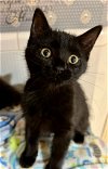 adoptable Cat in oviedo, FL named Nova