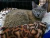 adoptable Cat in  named Stormy the Beautiful Bobtail