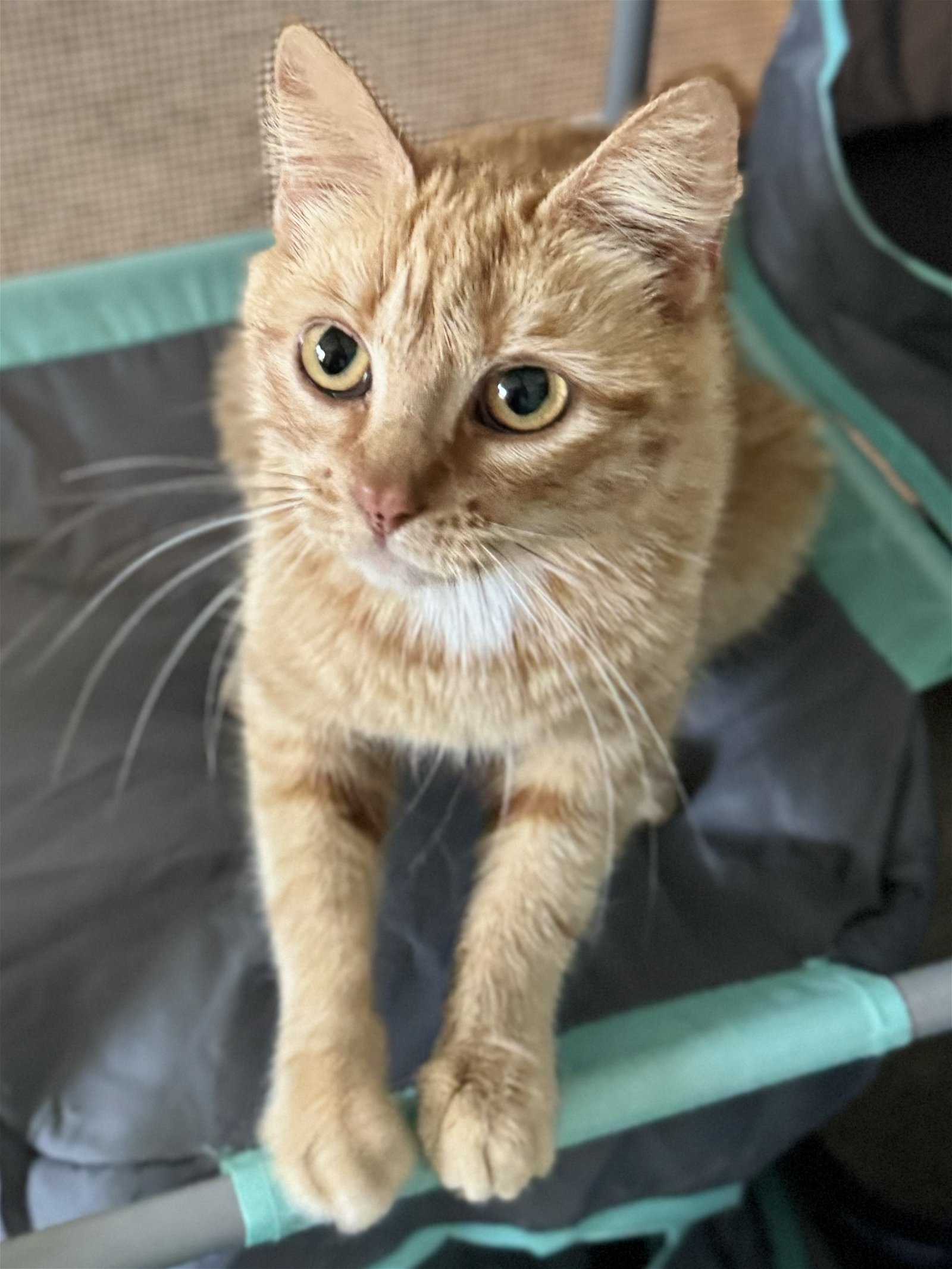 adoptable Cat in Oviedo, FL named Shimmer