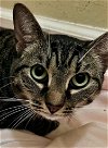 adoptable Cat in oviedo, FL named Bella