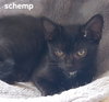 Shemp