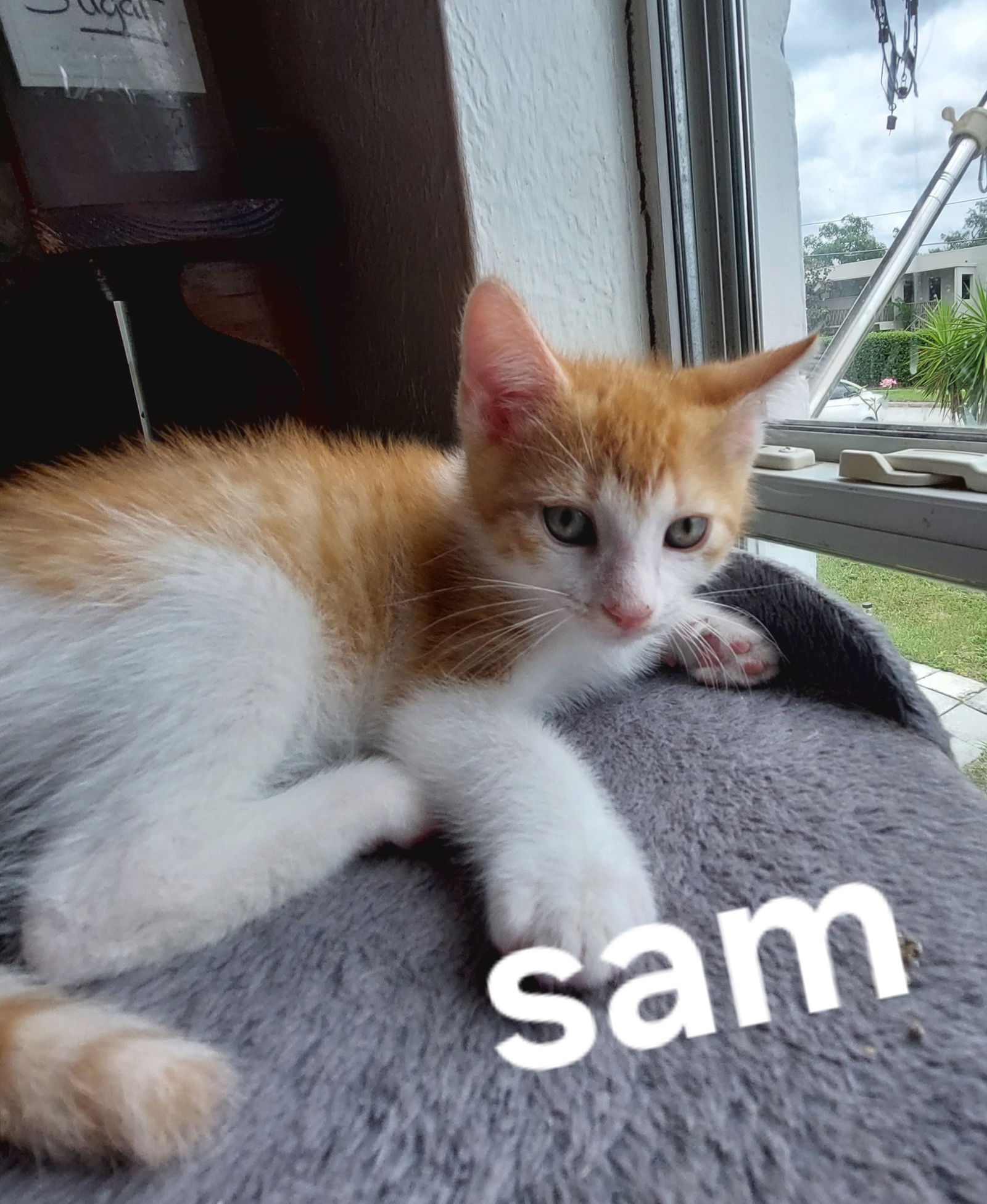 Adopt Sam from cats-can inc in Oviedo Fl!