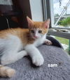Sam