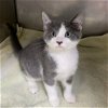 adoptable Cat in oviedo, FL named Ashley