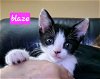 adoptable Cat in oviedo, FL named Blaze