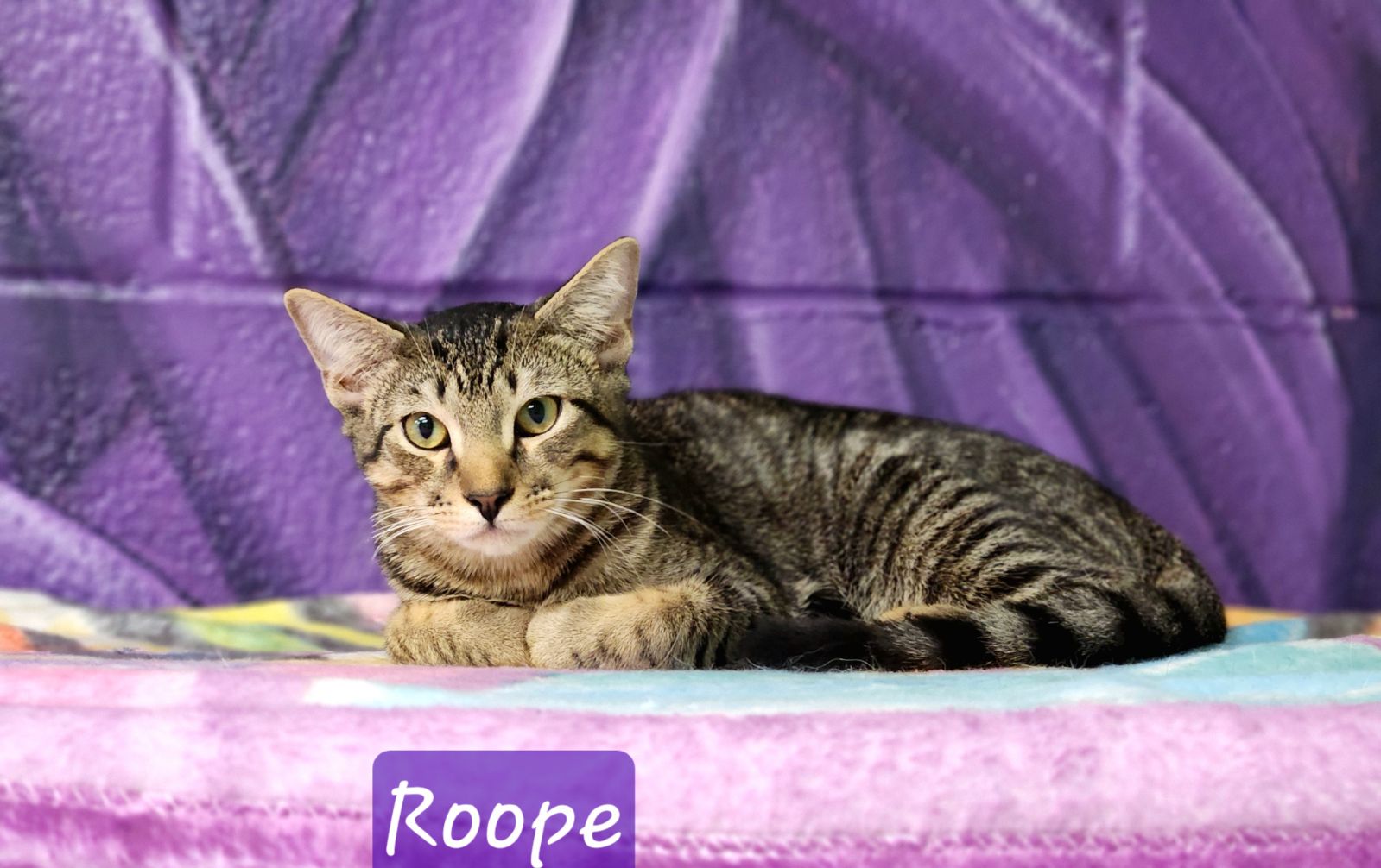 adoptable Cat in Orlando, FL named Roope