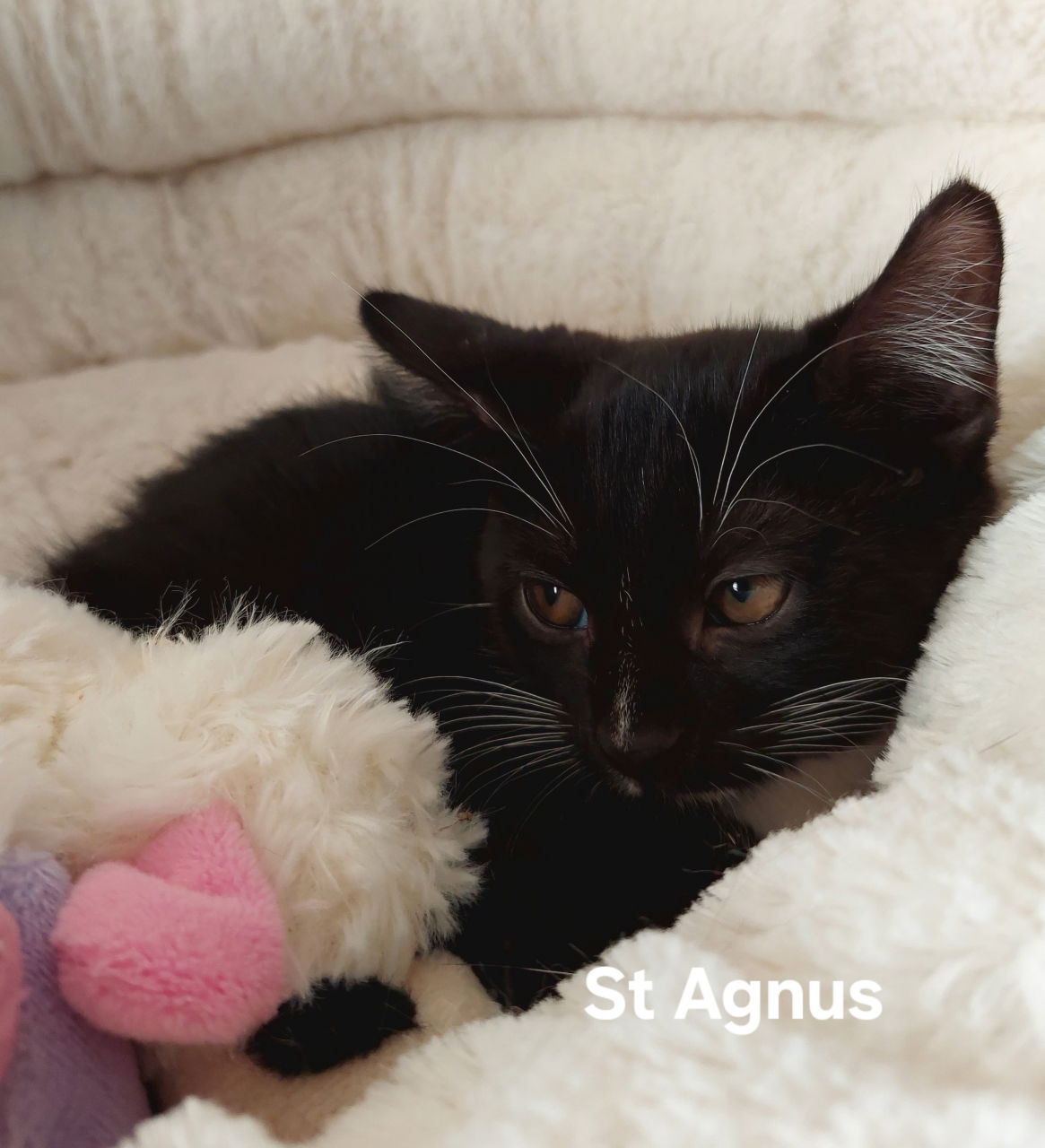 adoptable Cat in Orlando, FL named Saint Agnus