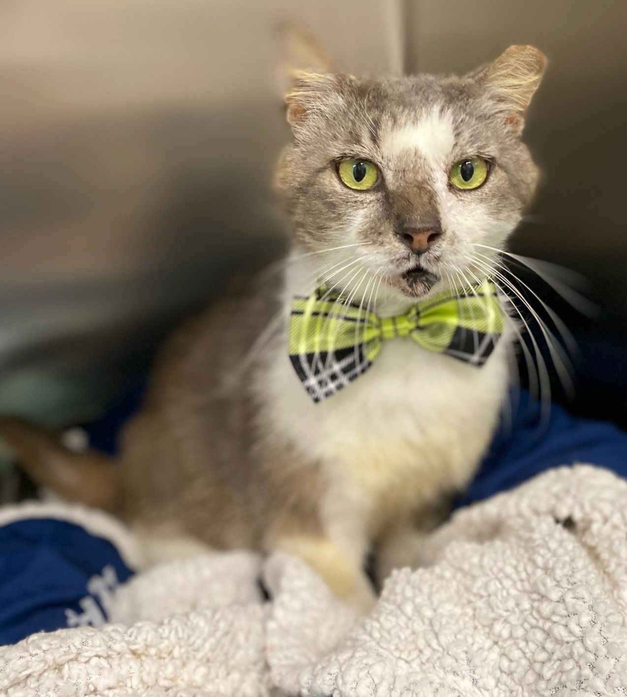 adoptable Cat in Oviedo, FL named Grey