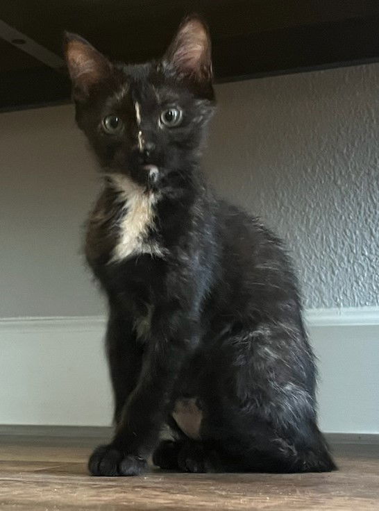 adoptable Cat in Oviedo, FL named Peaches the Beautiful Tortie