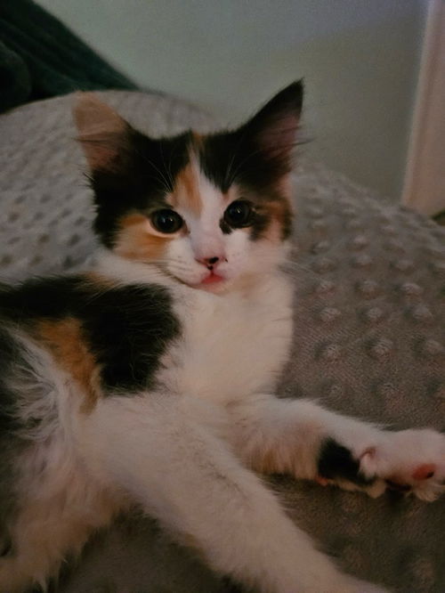 Penny