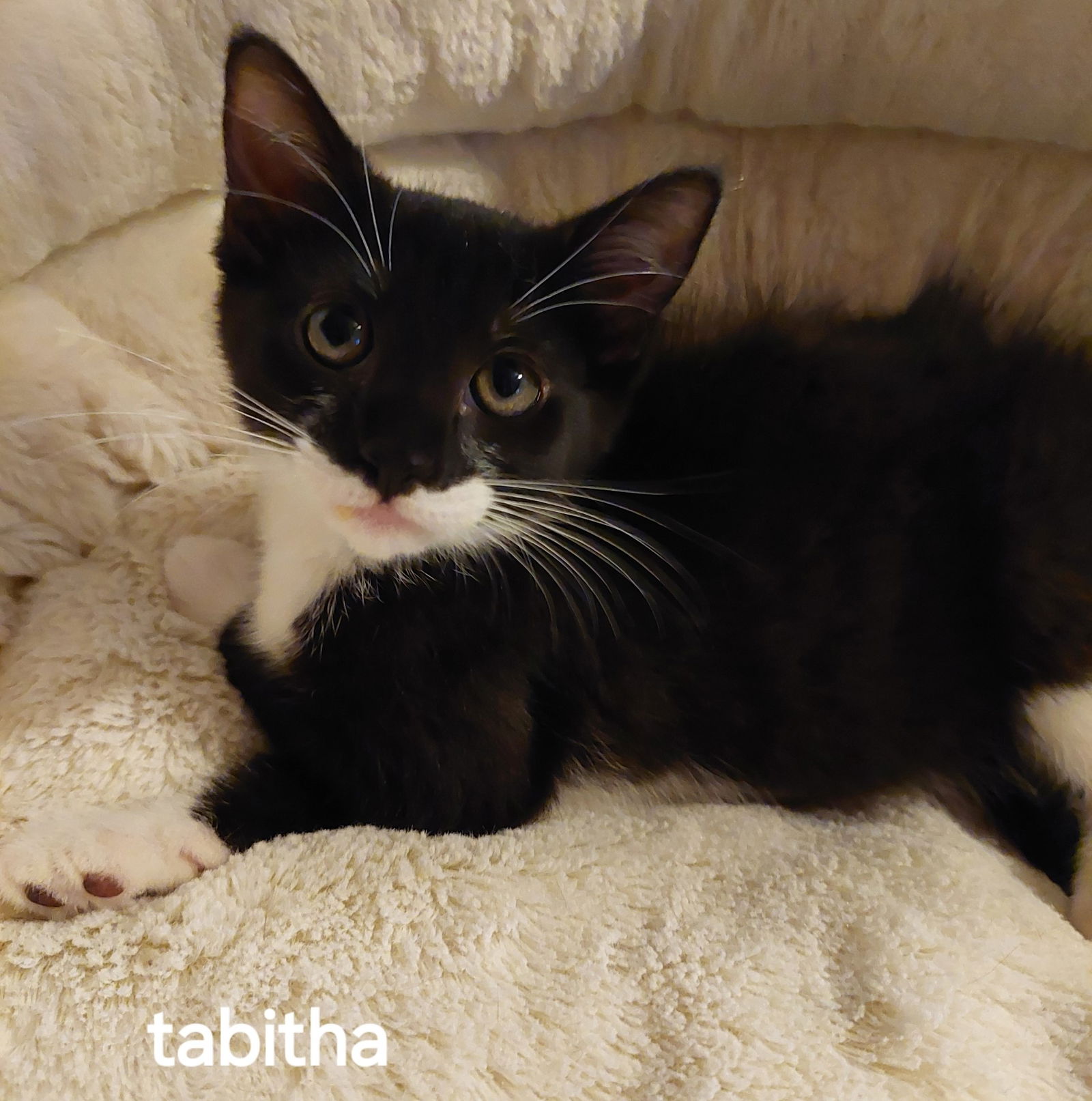 adoptable Cat in Oviedo, FL named Tabitha the Sweetheart