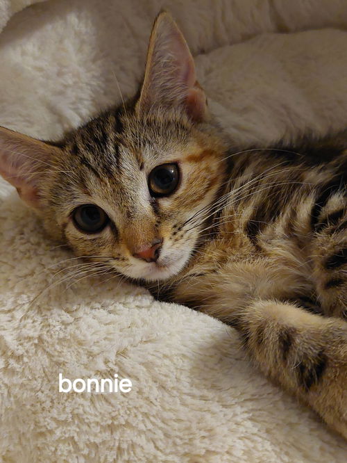 Bonnie