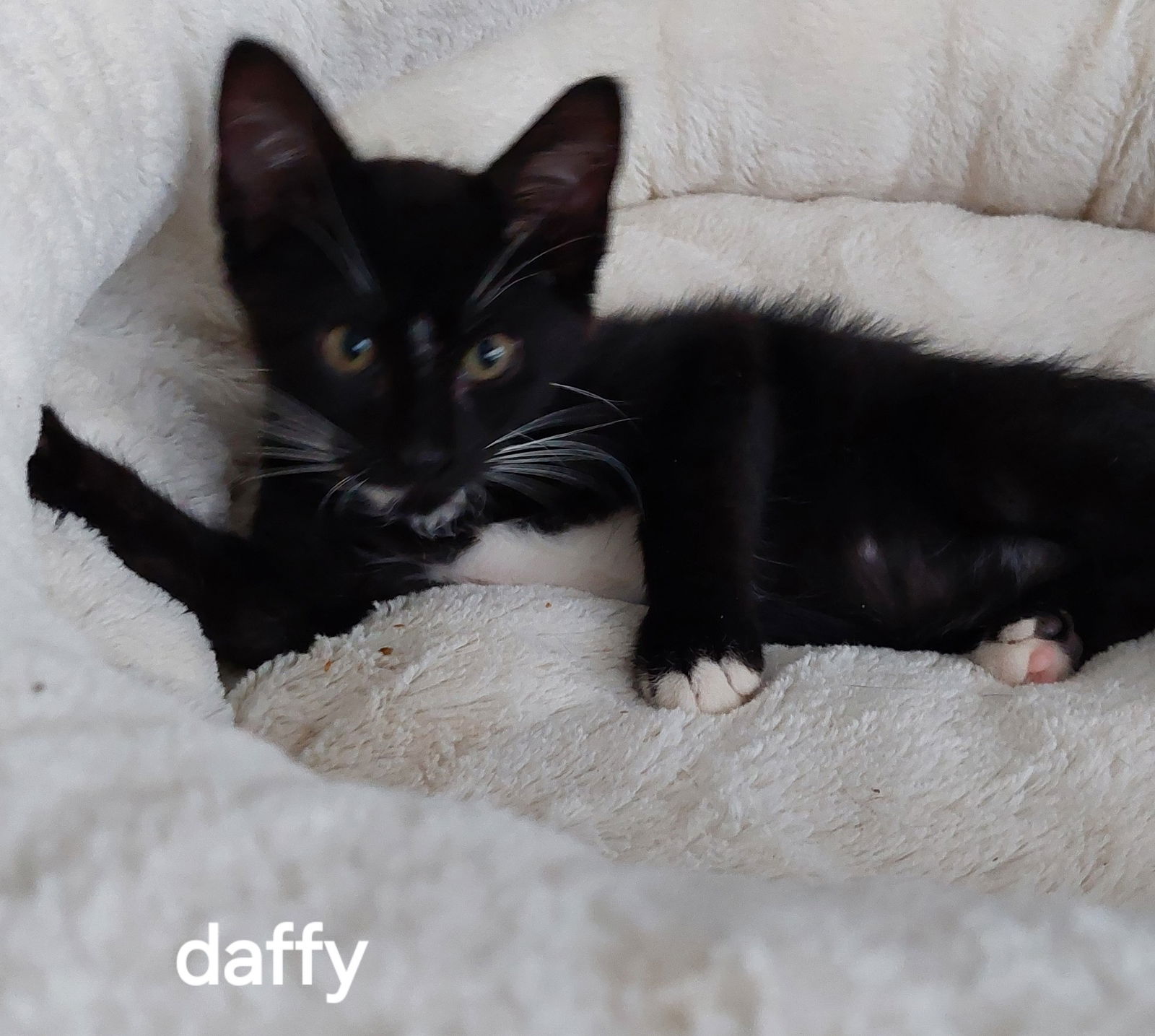 adoptable Cat in Orlando, FL named Daffy