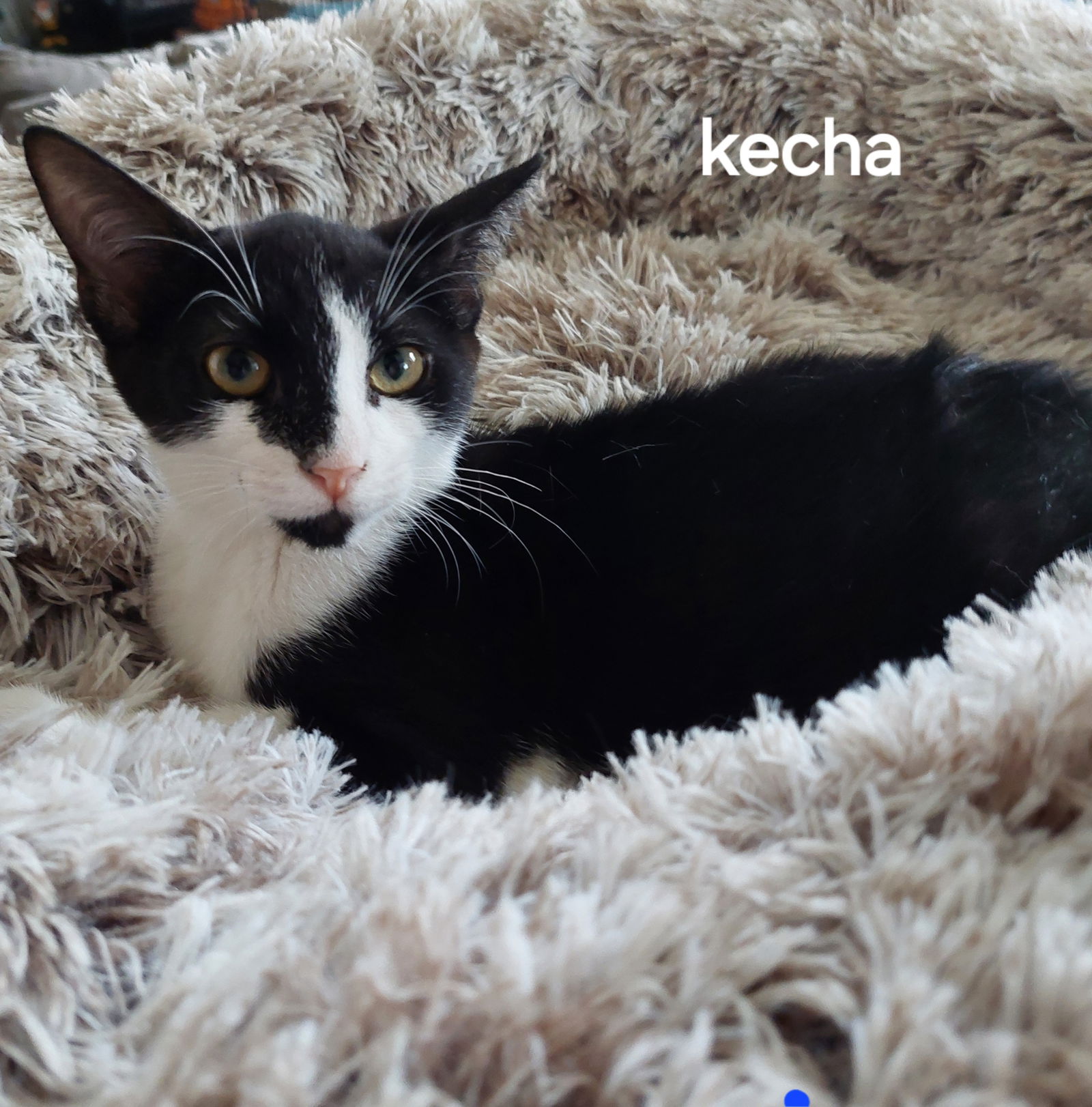 adoptable Cat in Oviedo, FL named Kecha the Bobtail Kitten