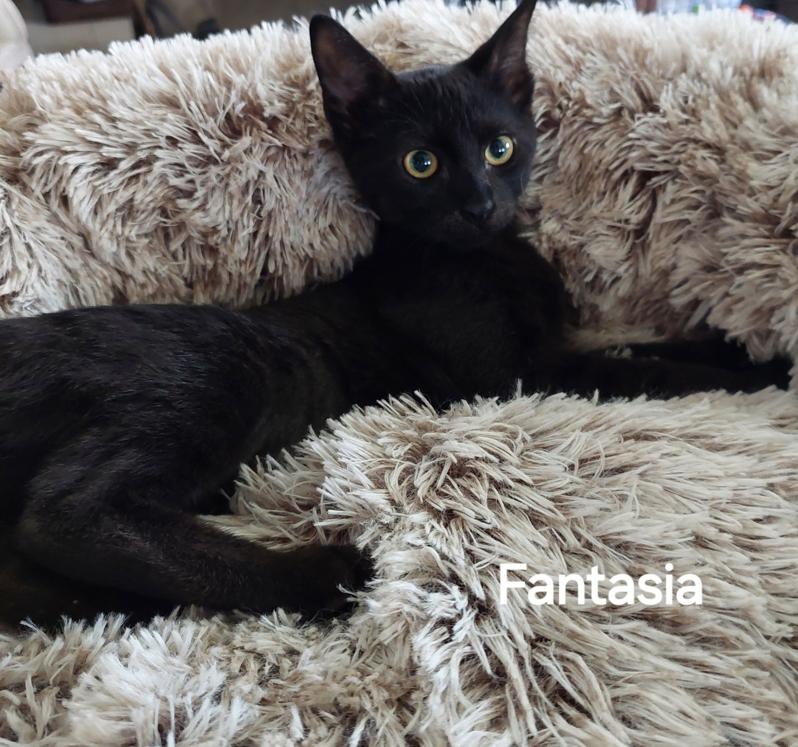 adoptable Cat in Oviedo, FL named Fantasia