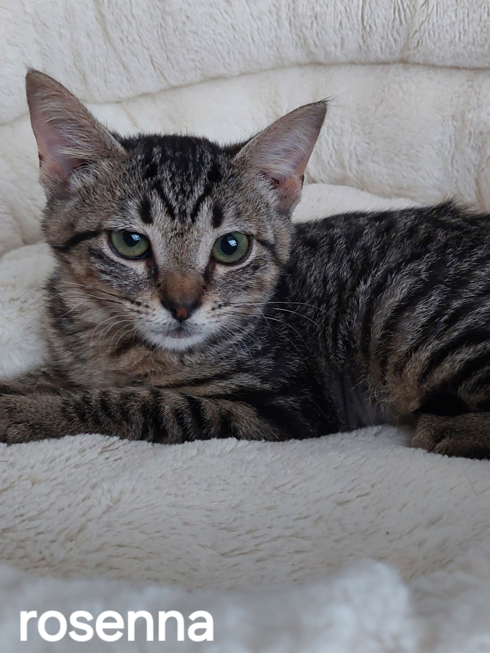 adoptable Cat in Oviedo, FL named Rosenna