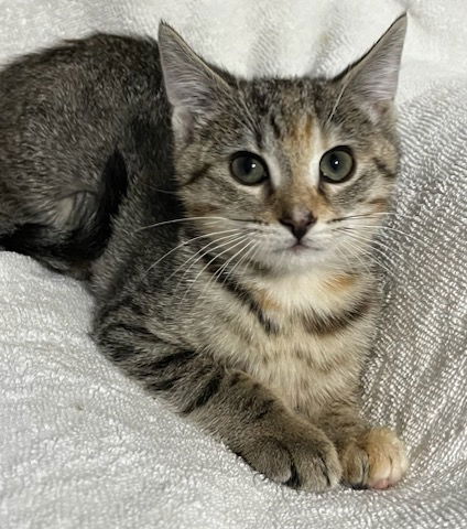 Peanut